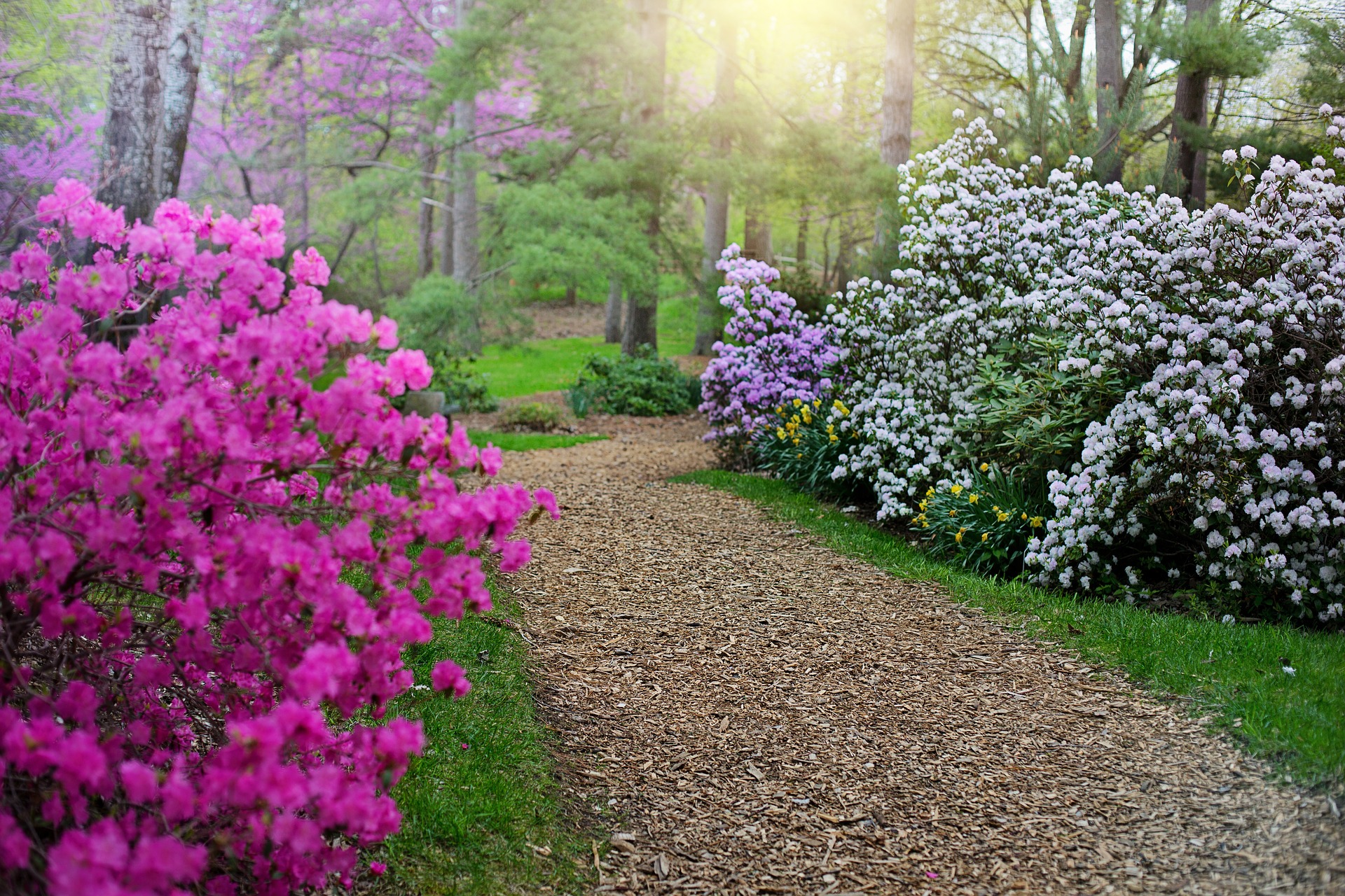 Królewskie Rododendrony – niezwykłe krzewy do ogrodu